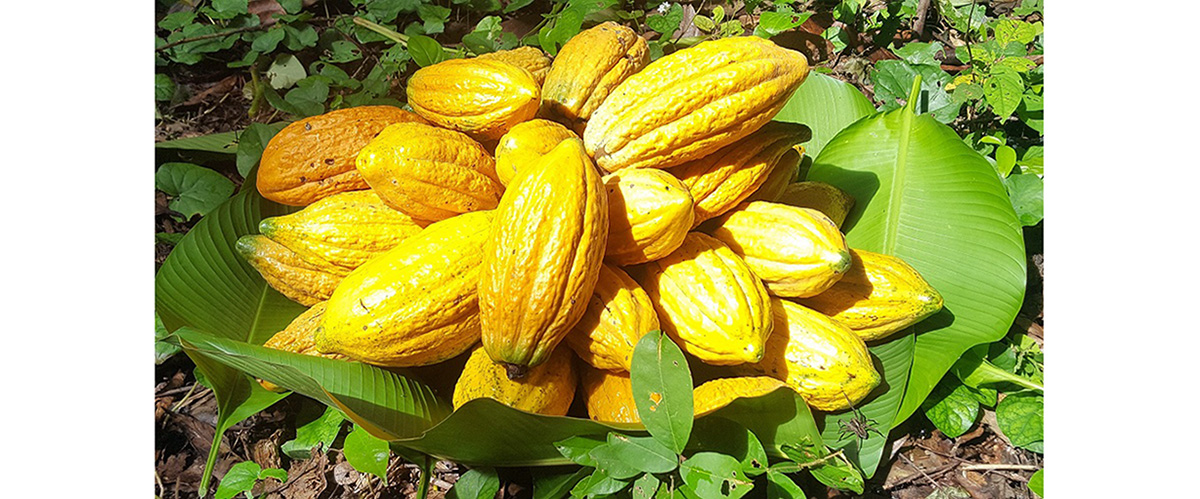 Jornada Científica del Cacao Nativo Amazónico 2020 se realizará el pròximo 04 de diciembre