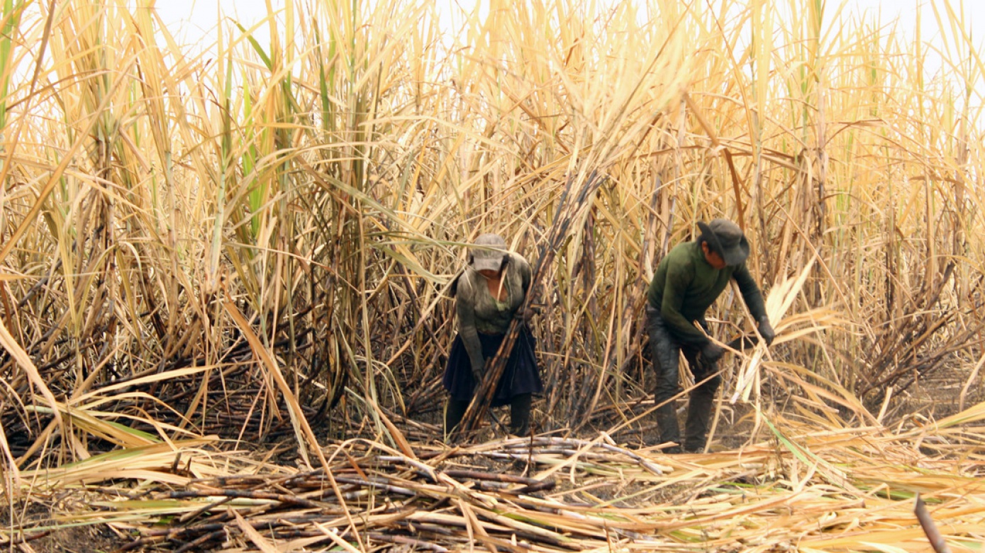 La zafra de caña de azúcar en Bermejo continúa retrasada