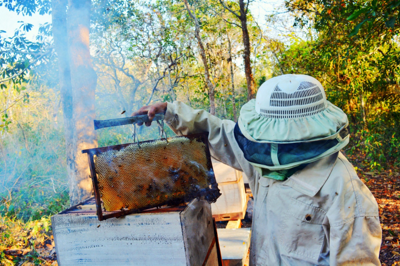 La miel de abeja es una alternativa productiva para los Baureños