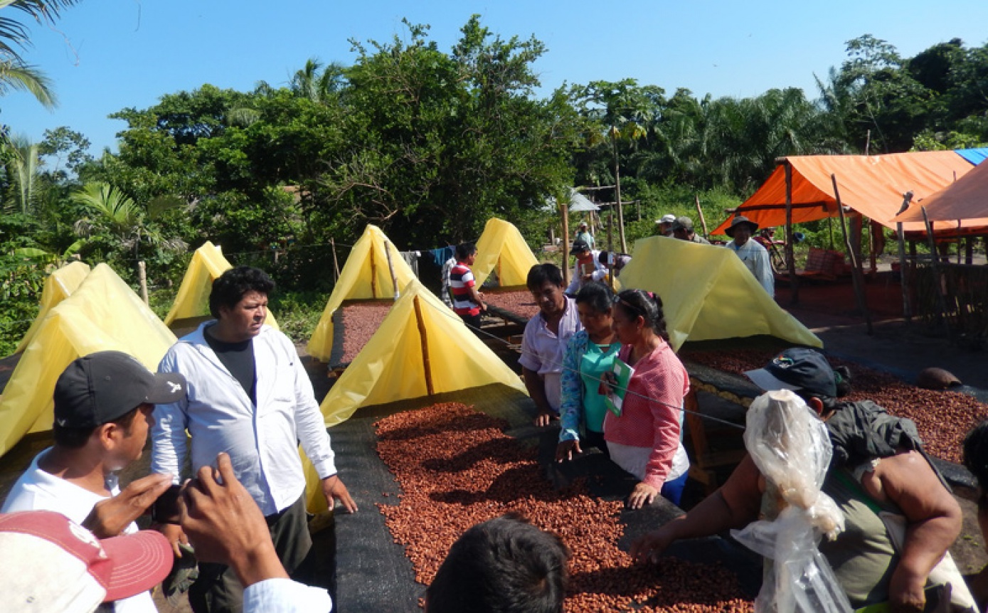 Fue aprobada la Ley de Cacao Silvestre de Baures