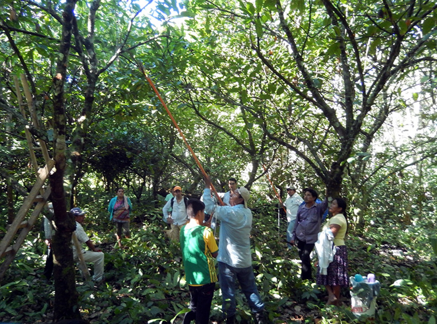 Indígenas y campesinos de la Amazonía sur se capacitan en manejo integral de sistemas agroforestales