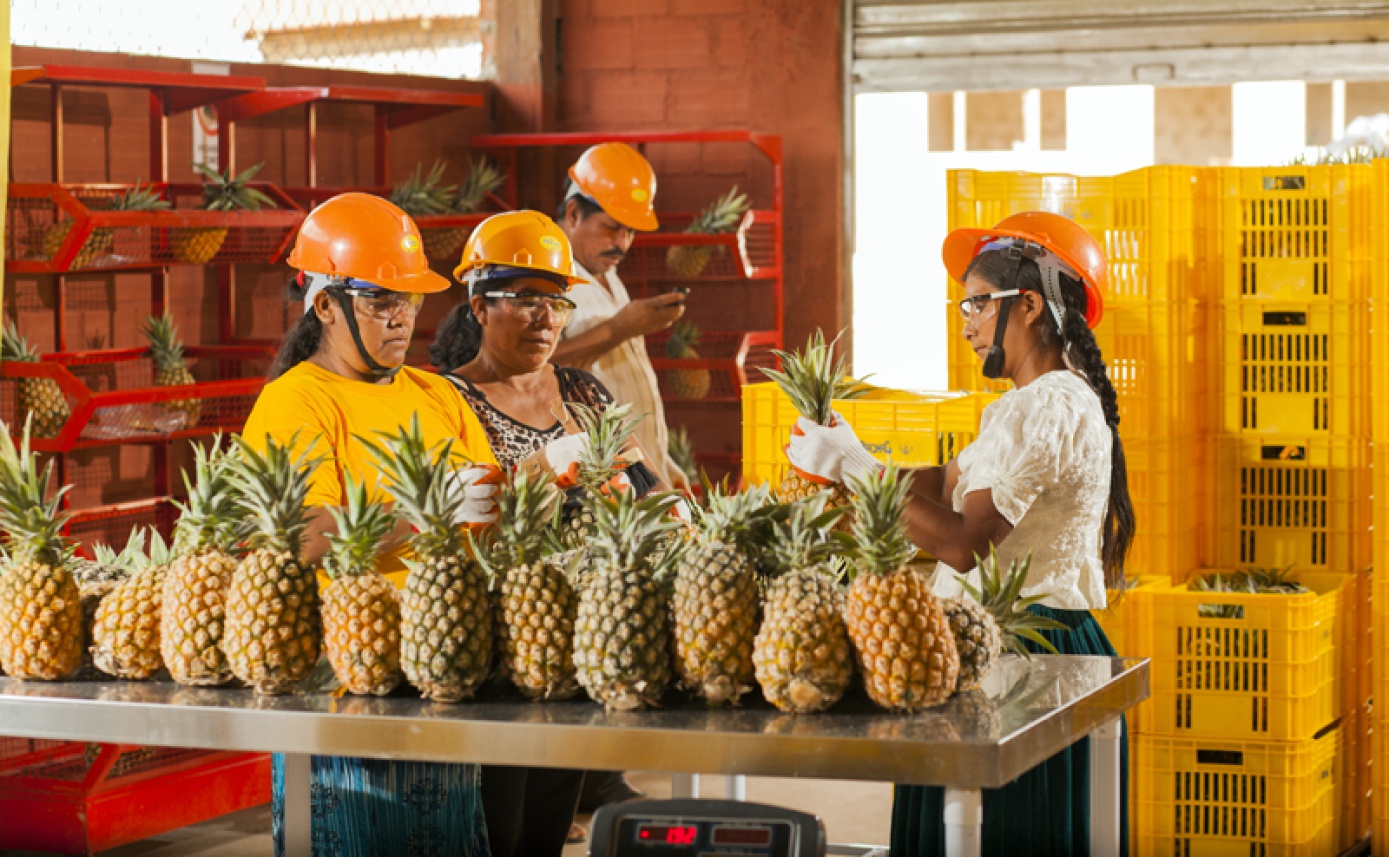 Ascención de Guarayos es declarado como Capital Productora de la Piña Guaraya