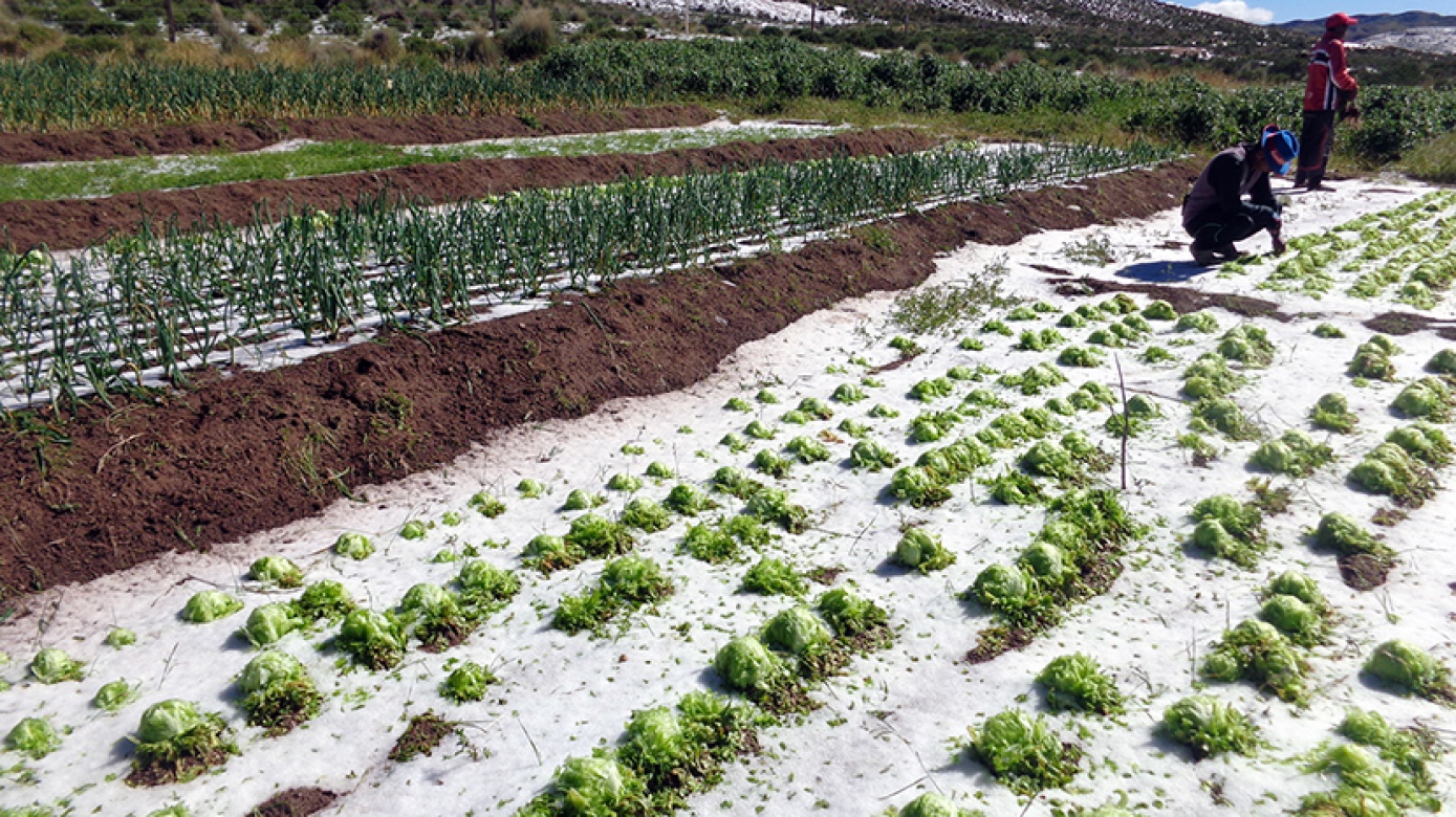En San Pedro de Totora una intensa granizada afecta los cultivos de hortalizas
