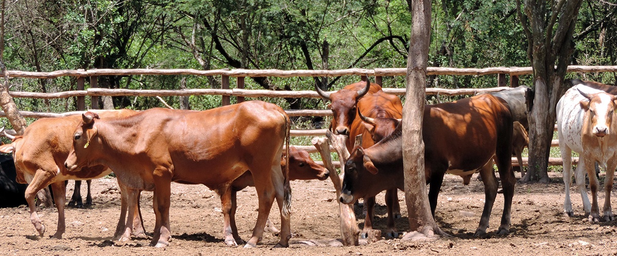 Macharetí fue declarado municipio Productor de carne y miel ecológicas, libre de transgénicos