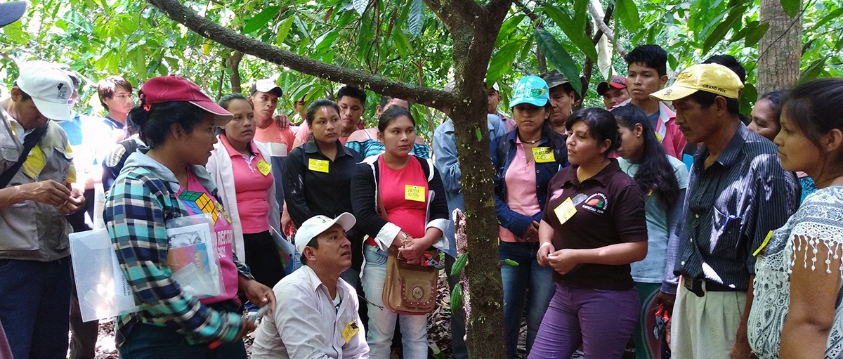 Productores de cacao de la Amazonía Sur fortalecen sus capacidades en taller especializado de injerto