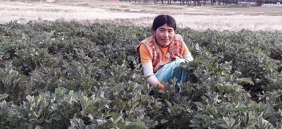 Mujeres de Taraco promueven la producción agroecológica y contribuyen a la seguridad alimentaria
