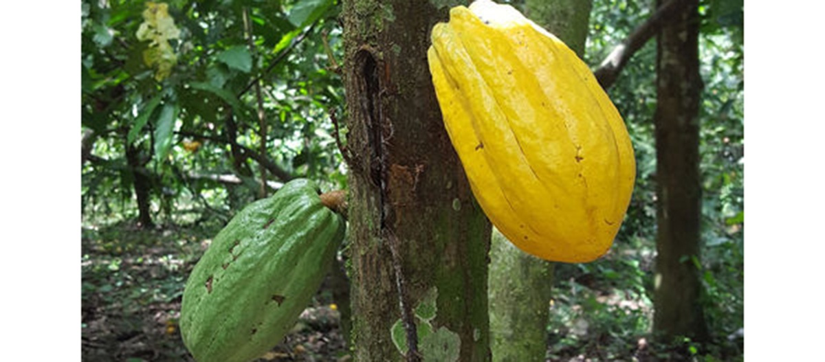 Cacao boliviano para el mundo