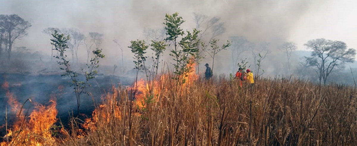 Mesa Técnica Permanente por los Bosques de Santa Cruz se pronuncia ante los desastres y la falta de efectividad en la lucha contra los incendios