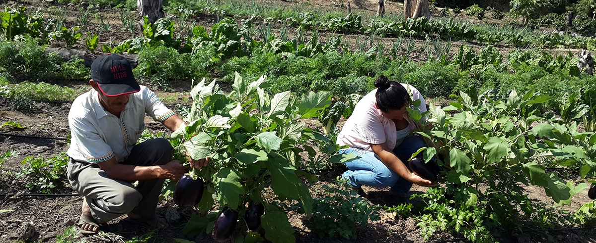 Expertos: Es la gran oportunidad para expandir la producción interna y externa de la agricultura familiar campesina