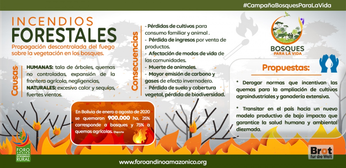Los bosques, una responsabilidad con el país, no un discurso de campaña electoral