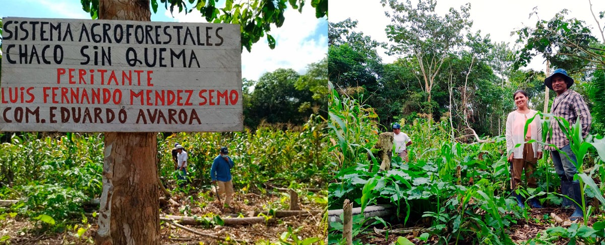 Peritantes de la Amazonía sur socializan los primeros resultados de su experiencia en Agroforesteria Dinámica