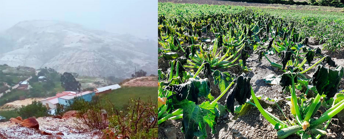Fenómenos climáticos afectan la producción agrícola en los municipios de Pojo y Acasio