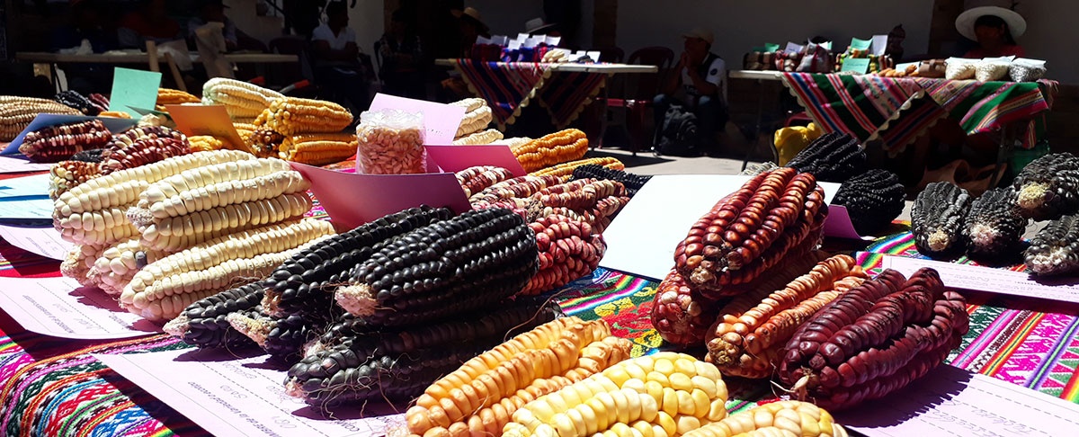 Encuentro de agricultores custodios de los maíces nativos de Torotoro.