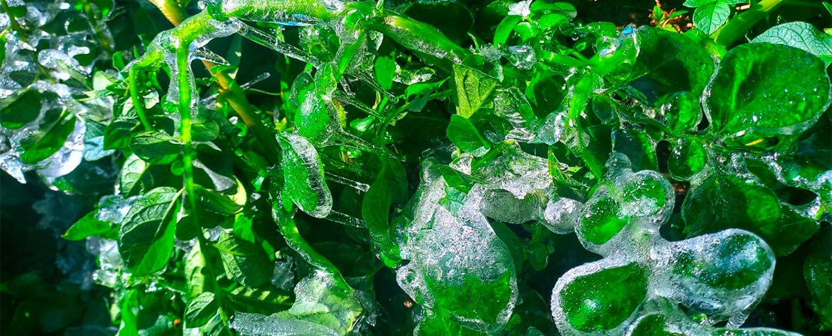 Efectos Climáticos adversos, afectan la producción del Municipio De Pojo.