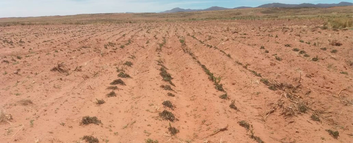Sequías y heladas persisten en el altiplano afectando la producción agropecuaria y poniendo en riesgo a la seguridad alimentaria.