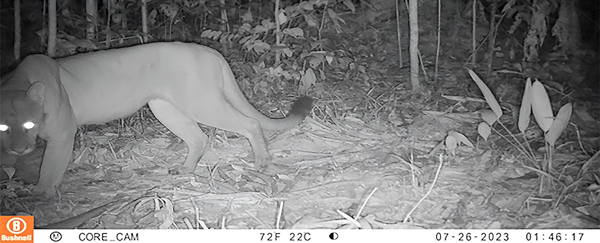 Sistema de Fototrampeo Revela la Biodiversidad Oculta de los Bosques Amazónicos de Pando