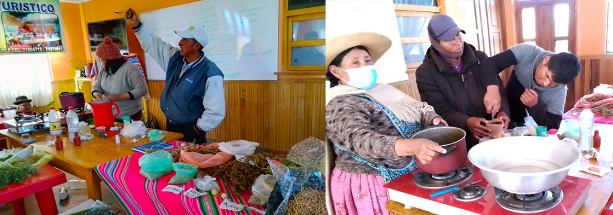 Etnoveterinaria: Rescate de valores ancestrales para la salud del ganado bovino en Calamarca