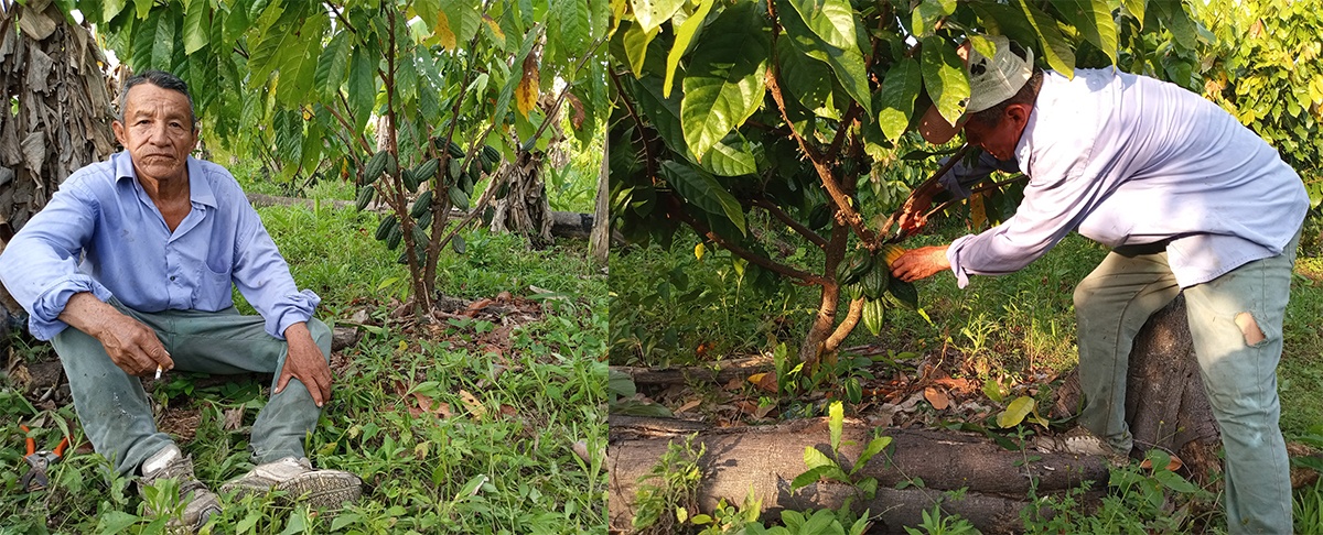 Cacao nativo amazónico: productores de San Ignacio de Mojos avanzan hacia un modelo sostenible con proyección internacional