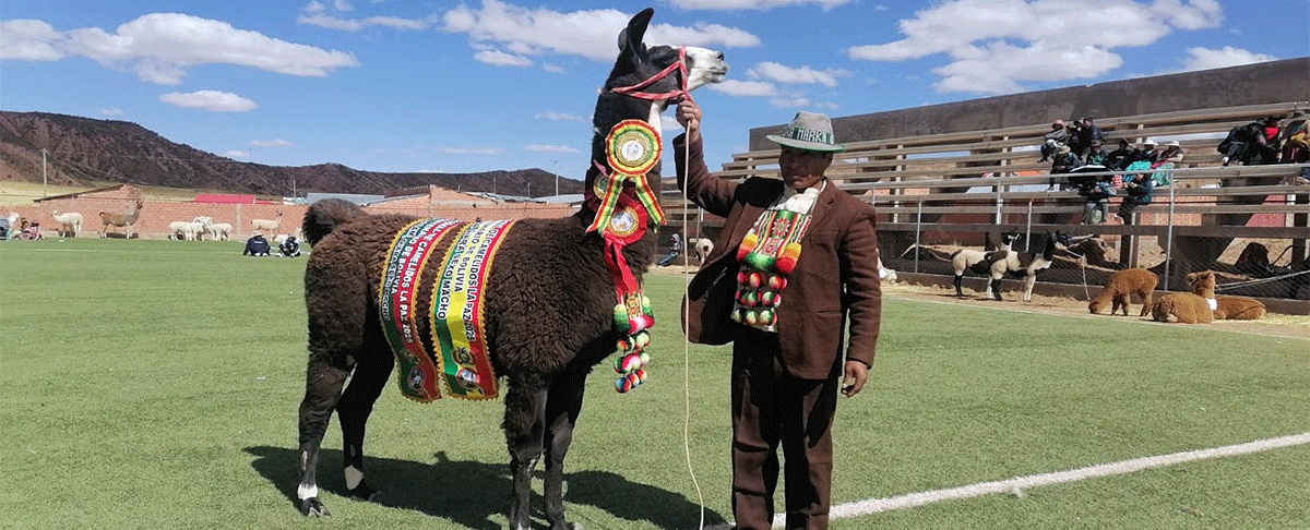 Guardianas y guardianes de semillas nativas y recursos genéticos de camélidos muestran el potencial productivo de San Pedro de Totora