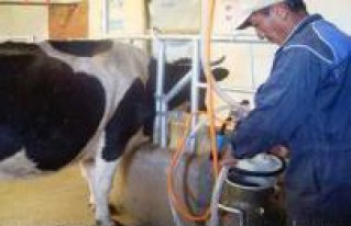 Ayuda en Acción y CIPCA les transmitieron novedosas técnicas: Comunarios multiplican la producción lechera en Viacha 