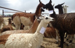 Feria Agroecológica Productiva en Marka Urinsaya