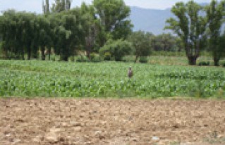 Se promulgó Ley No. 429 que amplia el saneamiento de tierras en Bolivia por 4 años más