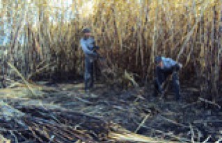 Zafreros de Santa Cruz acuerdan condiciones para la zafra 2013