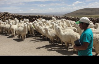 Intercambio de experiencias con productores de camélidos de Toccra - Arequipa - Perú productores de Bolivia