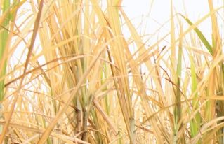 La zafra de caña de azúcar en Bermejo continúa retrasada
