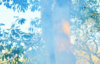 La miel de abeja es una alternativa productiva para los Baureños 