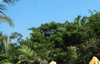 Fue aprobada la Ley de Cacao Silvestre de Baures