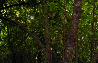 Prospección de islas de cacao silvestre en la Provincia Iténez para efectuar un Plan de manejo fitosanitario