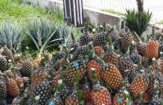 Productores  debatieron sobre la producción agroecológica de la piña Guaraya en el III Foro del sector 