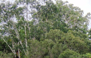 CIPCA reflexionará sobre medio ambiente y agroecología en el VIII Foro Social Panamazónico