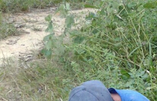 Organizaciones campesinas de Pando en emergencia por baja producción de castaña
