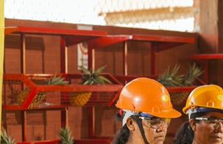 Ascención de Guarayos es declarado como Capital Productora de la Piña Guaraya