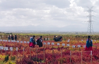 Se revalorizan las variedades de qañahua con miras al II Congreso Nacional de este grano andino
