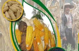 Productores y sociedad civil analizarán los efectos del maíz transgénico en Bolivia el 16 de mayo en Santa Cruz