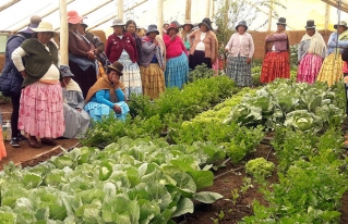 Asociaciones productivas del altiplano intercambiaron experiencias sobre manejo de carpas solares y producción de hortalizas