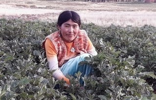 Mujeres de Taraco promueven la producción agroecológica y contribuyen a la seguridad alimentaria