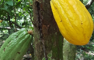 Cacao boliviano para el mundo