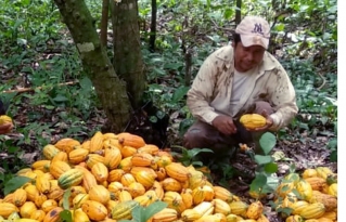 El Beni cuenta con una nueva Ley Departamental del Cacao Nativo Amazónico