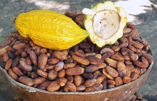 Cacao nativo amazónico del Beni es nominado entre las 50 mejores muestras en el Premio Internacional del Cacao en París 