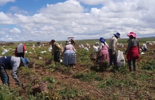 Campesinos piden ayuda: 400 mil t de papa no salen del Altiplano