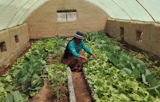 Producción de hortalizas en invernaderos aporta a la autogestión alimentaria en comunidades del Altiplano paceño