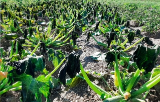 Fenómenos climáticos afectan la producción agrícola en los municipios de Pojo y Acasio