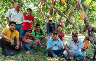 Promotores agroecológicos de la Amazonía sur se especializan en criterios de renovación de plantaciones de cacao nativo amazónico