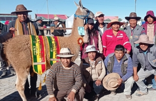 Laquinamaya hace gala de sus mejores ejemplares en camélidos