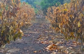 Asociación de departamental de cacao se pronuncia ante los efectos de la sequía e incendios ocurridos en el Beni