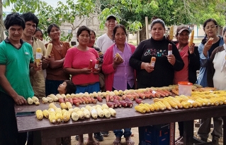 Territorios de San Ignacio de Moxos y del GIA TIM fortalecen la diversidad genética del maíz mediante la selección participativa